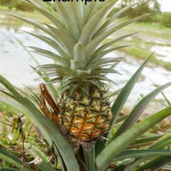 Pineapple plant/ Plantas De Pińa