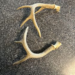 Deer Antlers 
