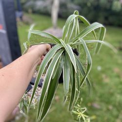 Housplants