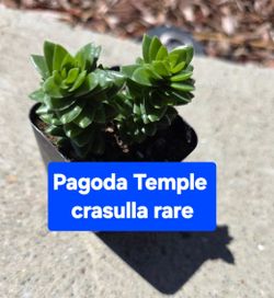 Pagota temple succulent plus more SAN LORENZO