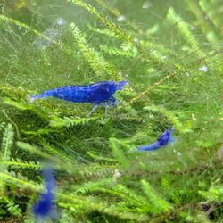 Blue Dream Neocaridina Shrimp Decor 