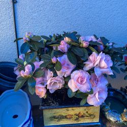 Bonsai Pink Color Flower Azalea Three Plant Planted In Blue Bonsai Pot $40