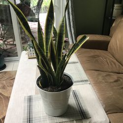 Plant