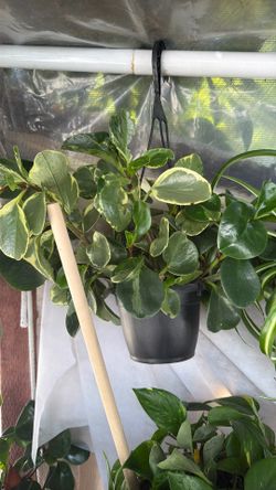 Plant