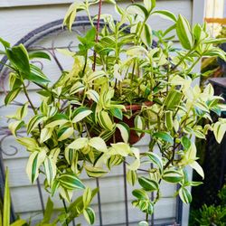 Variegated Tri Color Wandering Jew  - Indoor/outdoor Plant - Very Easy To Grow