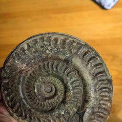 Ammonite Fossil On A Rock 