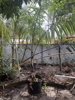 Royal palms 5 years old