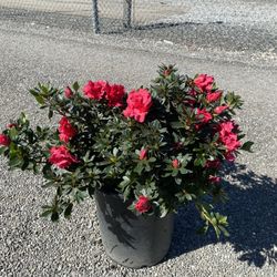 Azalea