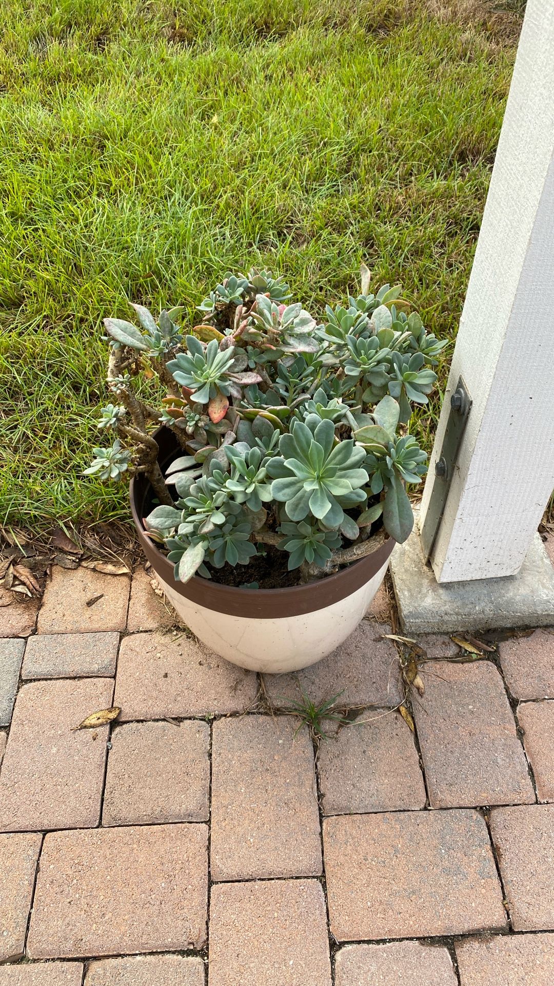 Succulent in pot