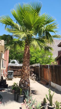 Palm Tree