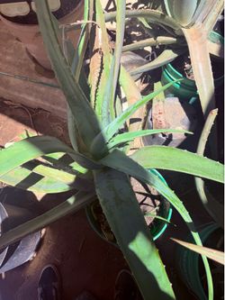 Aleovera plants