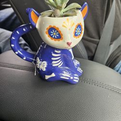 Sugar Cat