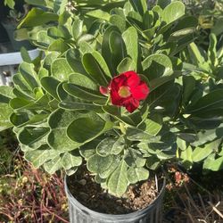 plantas naturales decora narulmente tu hogar u ofisina