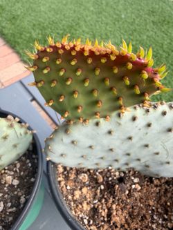 Opuntia SANTA RITA Cacti Plants