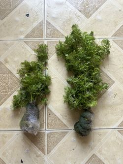 Aquarium Plant