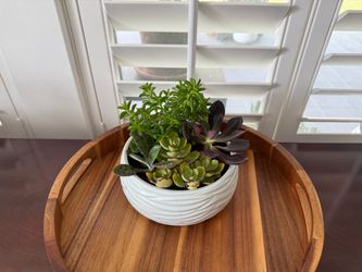 Mixed Succulent Garden in White Ceramic Bowl – $55