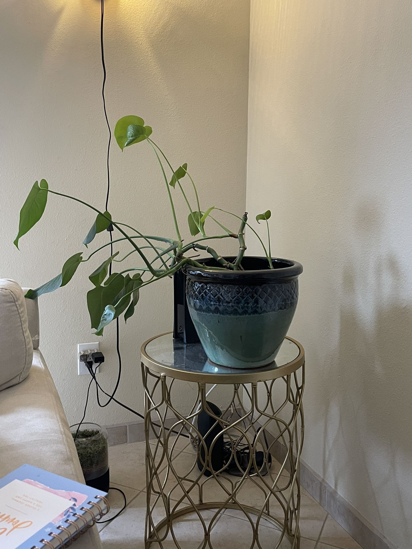 Outdoor And Indoor Plants - Moving