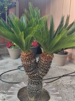 32 Year Old Sago Palm Tree - 4ft+