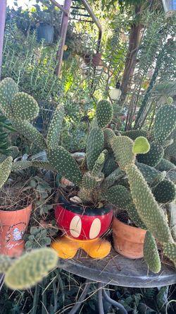 Bunny Ear Cactus in Mickey Mouse Planter
