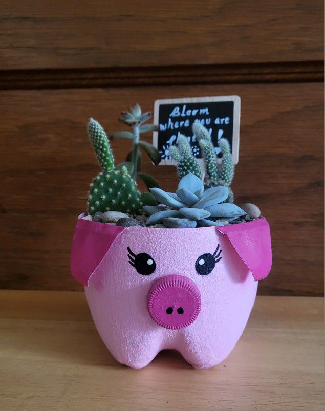 Piggy 🐷 Pot And Succulents (Live Plants)