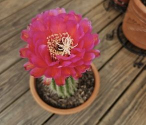 CACTUS