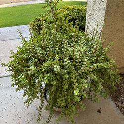 Large Elephant Food Plant