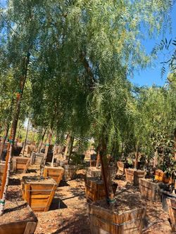 Pirul 24 galones🌳