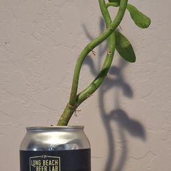 Succulent In A Can