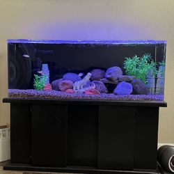 60 Gallon Tank And Stand 