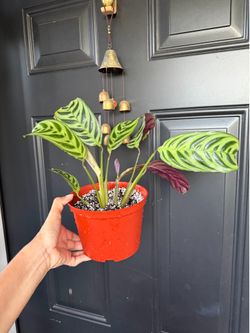 Big Calathea Burke Marx