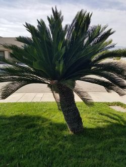 Sandy Palm Tree