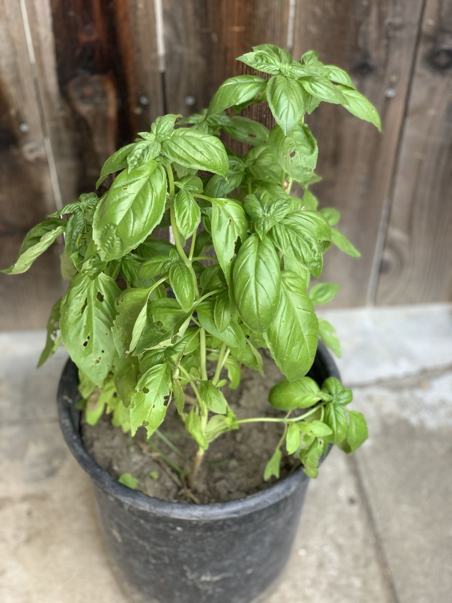 Italian Sweet Basil Organic Live Plant 5 Gallon Pot Cash only