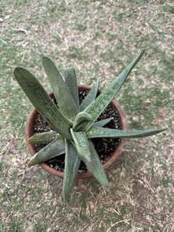 Succulent Plant In A (Clay Pot Only For Pick Up)