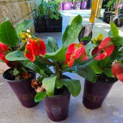 crowns of christ red roses sparkling roses 