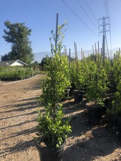 Ficus for Privacy Hedges