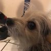 Sabino