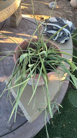 GREEN SPIDER PLANT