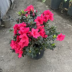 Azalea Bush