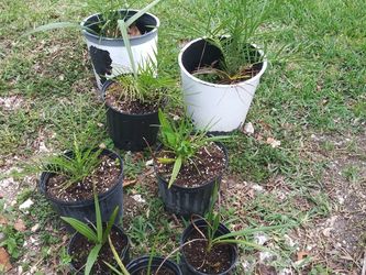 8 Sylvester Palms