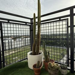 Tall And Beautiful Espostoa Cactus