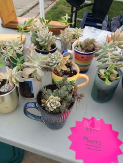 Succulent for sale