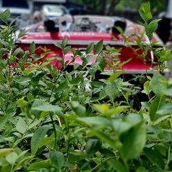 Beautiful New Shipment Of Bonus Blueberry Plants