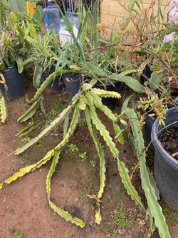 Planta Del Dragon