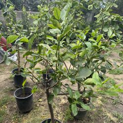 Citrus Tree 