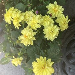 Dhalias Plantas