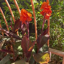 Canna Plants