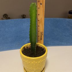 Large Healthy Cactus In Yellow Glazed Ceramic Pot 