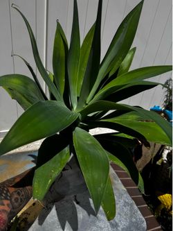 Cactus Plant.     (PLANTAS)