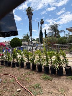 Ficus
