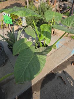 Elephant Ear Plant